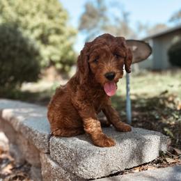 Wool - Red  female Goldendoodle puppy in Shingle Springs, California from Kindred Oak Goldendoodles