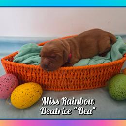Beatrice (Bea) - Dark golden female Golden Retriever puppy in Driggs, Idaho from SK Golden Retrievers