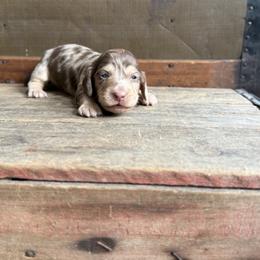 Lemon - Dapple female Dachshund puppy in Squires, Missouri from Hudson’s Hounds