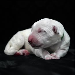 Green Collar Boy - White male Berger Blanc Suisse puppy in Aurora, Colorado from Moonlight Berger Blanc Suisses