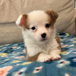 Frost - Red male Pembroke Welsh Corgi puppy in Waco, Texas from The Comma Corgis