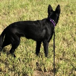 German Shepherds from Michelle's German Shepherds