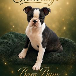Bam Bam - Brindle and white male Boston Terrier puppy in Shell Knob, Missouri from Stoneridge Kennel