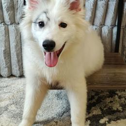 Sugar - White female Pomsky puppy in Idaho Falls, Idaho from Idaho Pomsky