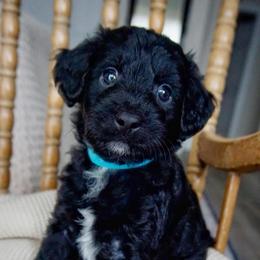 Vincent ( Van Gogh) - Black and white male Aussiedoodle puppy in Davie, Florida from Miami Mini Doodles