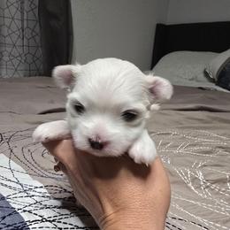 Lennox - White male Maltese puppy in Ludington, Michigan from OT Maltese & Co