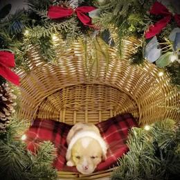 American Corgi and Pembroke Welsh Corgi Puppies from Whimsical Treasure Corgis