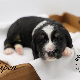 Aspen - Tri-color female Bernedoodle puppy in Edmond, Oklahoma from Rock N Roll Doodles