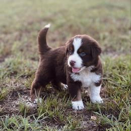 Sandy - Red tri-color female Australian Shepherd puppy in Uvalda, Georgia from Happy Ours Australian Shepherds