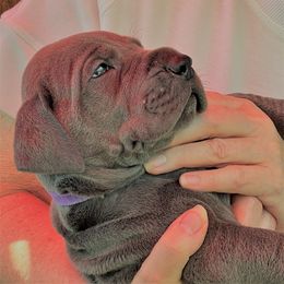 Great Dane Puppies from Darice Ruddell