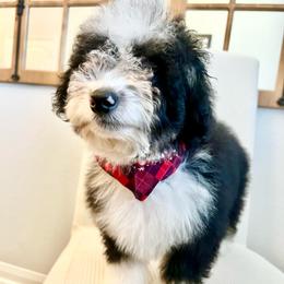 BURRITO - Black and white male Bernedoodle puppy in Houston, Texas from Pia’s Doodle Poodle Wag