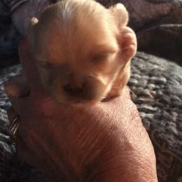 Louise(now Mochi) - Cream and white female Chihuahua puppy in Amelia, Virginia from Pannell’s Precious Pups