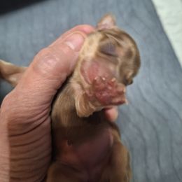 Chocolate and cream - Chocolate and cream female Dachshund puppy in Gordon, Georgia from Long Dogs Yellow Farm