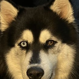 Malichi - Alaskan Husky