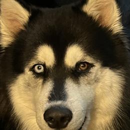 Malichi - Alaskan Husky