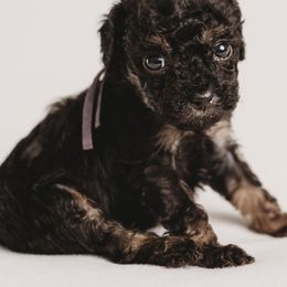 Cavapoo Puppies from PuppybuddyUSA