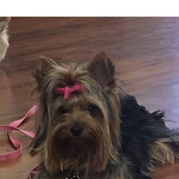 Kimi - Yorkshire Terrier