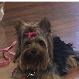 Kimi - Yorkshire Terrier