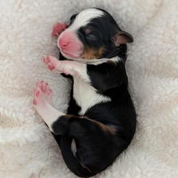 Matty - Tri-color male Bernedoodle puppy in Apache Junction, Arizona from Coffey House Doodles