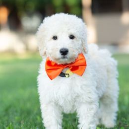 Aussiedoodle Puppies from Dreamydoodle NW