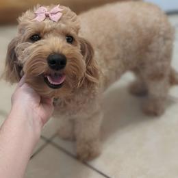 Bellatrix - Goldendoodle