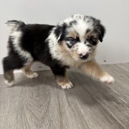 Girl 1 - female Australian Shepherd puppy in Eolia, Missouri from Barefoot Kennel