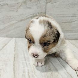Mya f1 light purple - Red merle female Australian Shepherd puppy in Arbela, Missouri from County Line Aussies