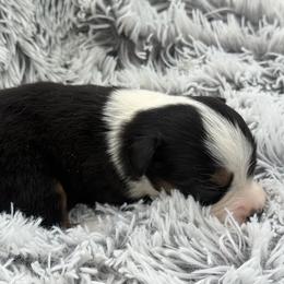Lacy - Black tri female Toy Australian Shepherd puppy in Ambrose, Georgia from Brandilyn's Aussies