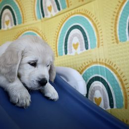 Golden Retriever Puppies from Huckaby’s English Golden Retrievers
