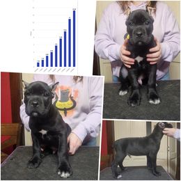 Victim (black) - Black male Cane Corso puppy in Manitowoc, Wisconsin from Sinner & Saint Cane Corso