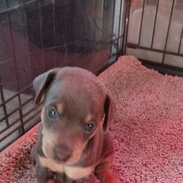 Miniature Pinscher Puppies from Meek's Min Pins
