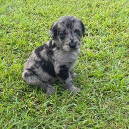 Merle Haggard - Merle male Labradoodle puppy in Georgetown, South Carolina from Muddy Bay Kennels