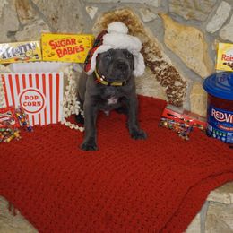 Cane Corso Puppies from Smokehouse Cane Corso