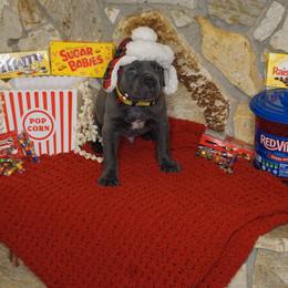Cane Corso Puppies from Smokehouse Cane Corso