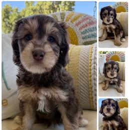 Chocolate Chip - Chocolate male Australian Labradoodle puppy in Sacramento, California from Delta Breeze Labradoodles