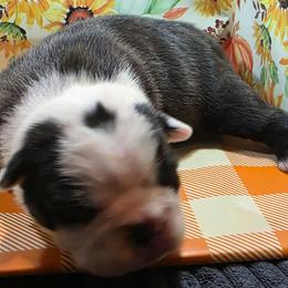 Asena - Black brindle and white female Boston Terrier puppy in Kingsport, Tennessee from Irish Heart Bostons