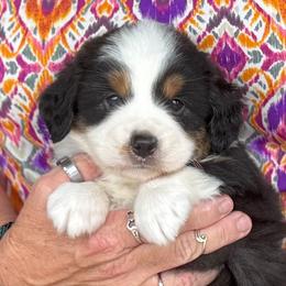 Miniature American Shepherd and Miniature Australian Shepherd Puppies from Karen Ross's Miniature American Shepherds