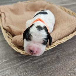 Boy 3 - male English Springer Spaniel puppy in Columbia, North Carolina from Kaitlin Bateman
