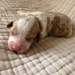 Peanut - Blenheim female Cavapoo puppy in Acworth, Georgia from Cumberland Cavaliers