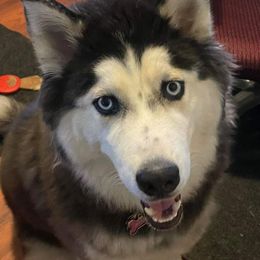 Siberian Husky All Grown Up from Joel's Husky Kennels