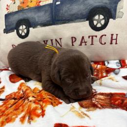 Yellow - Chocolate female Labrador Retriever puppy in Heath Springs, South Carolina from Rich Hill Retrievers