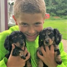 Dachshund Puppies from Decorous Dachshunds