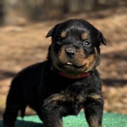 Roscoe - Black and mahogany male Rottweiler puppy in Uniontown, Alabama from CedarBluff Rottweilers