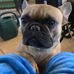 French Bulldog All Grown Up from SandRiver Kennel