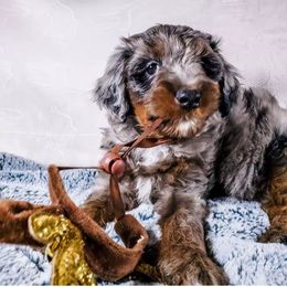 Assorted Doodle Crosses and Aussiedoodle Puppies from Do Wah Diddy Doodles