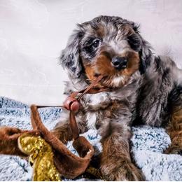 Assorted Doodle Crosses and Aussiedoodle Puppies from Do Wah Diddy Doodles