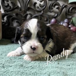 Randy - Black gold and white male Cavatzu puppy in Grove, Oklahoma from Rocky Oak Cavaliers & Biewer Terriers LLC