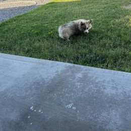 Miniature American Shepherd and Pembroke Welsh Corgi Puppies from Zugspitze Pembroke Welsh Corgis & Mini American Shepherds