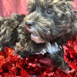 Widdershins - Black male Havapoo puppy in Howard City, Michigan from Petite Joie Puppies