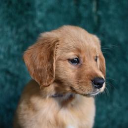 Truffle (Purple Collar Girl) - Dark golden female Golden Retriever puppy in Peoria, Arizona from Dani’s Dawgs